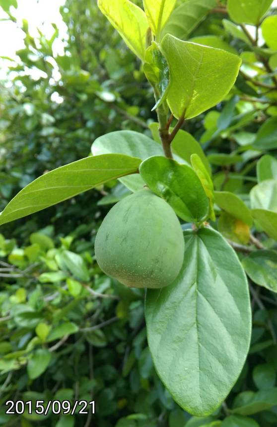 薜荔的果實, Ficus pumila, creeping fig or climbing fig
